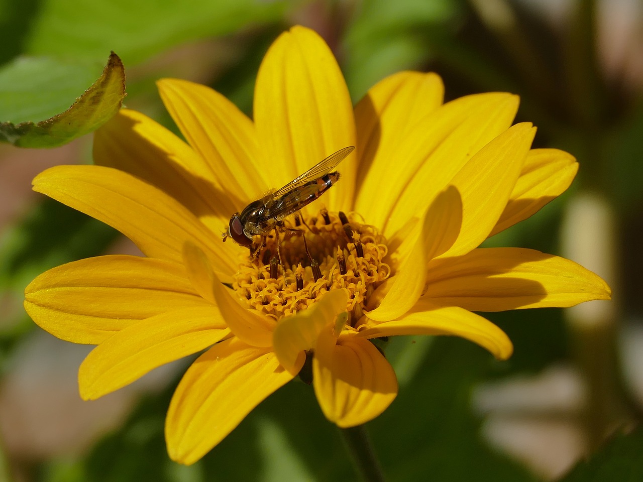 hoverfly yellow insect free photo