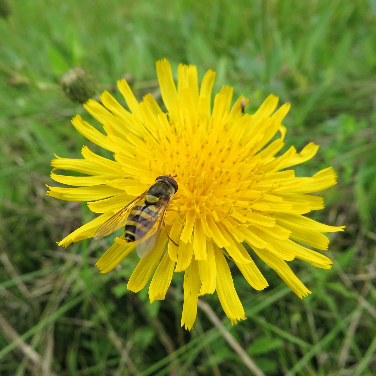 hoverfly fly yellow free photo