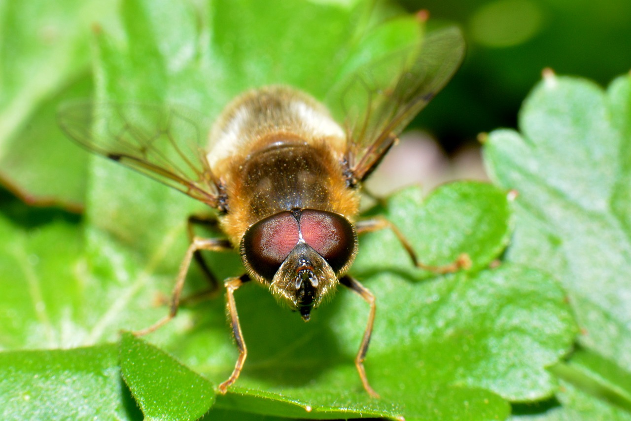 hoverfly bug macro free photo