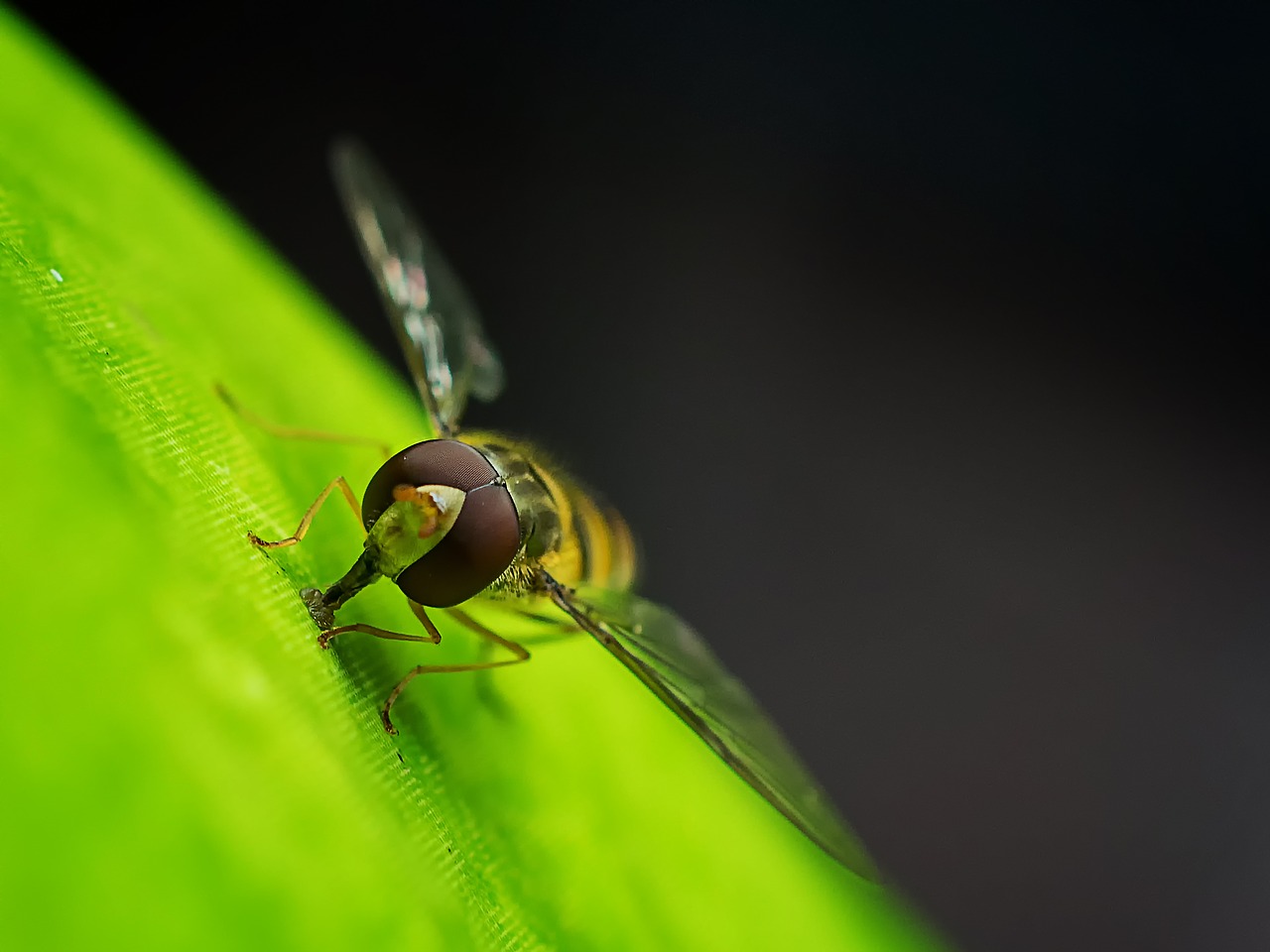 hoverfly flower pollen free photo