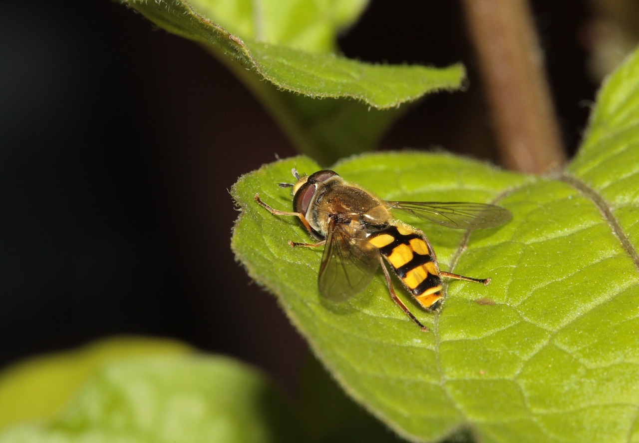 hoverfly insect wing free photo