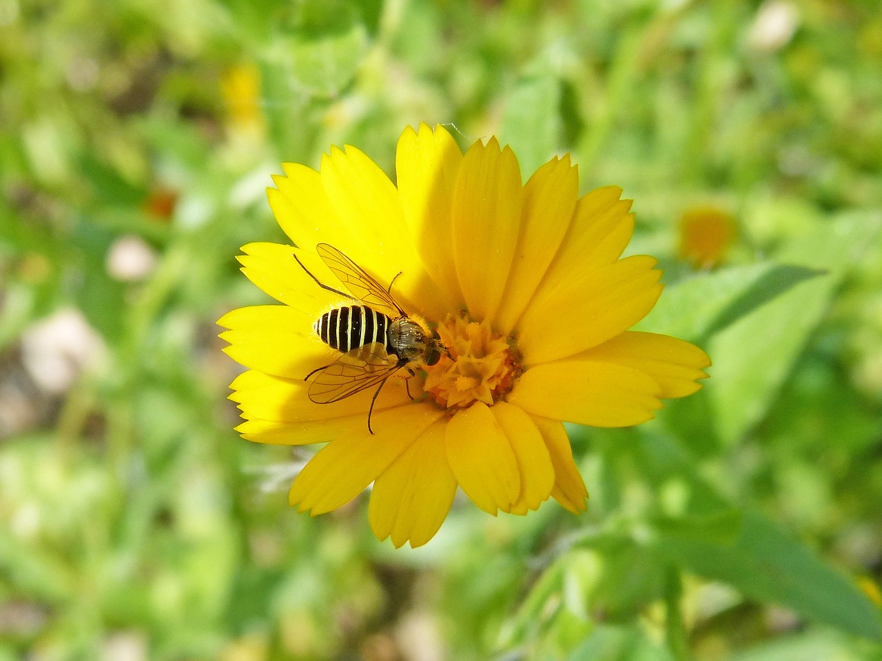hoverfly  false bee  flower free photo