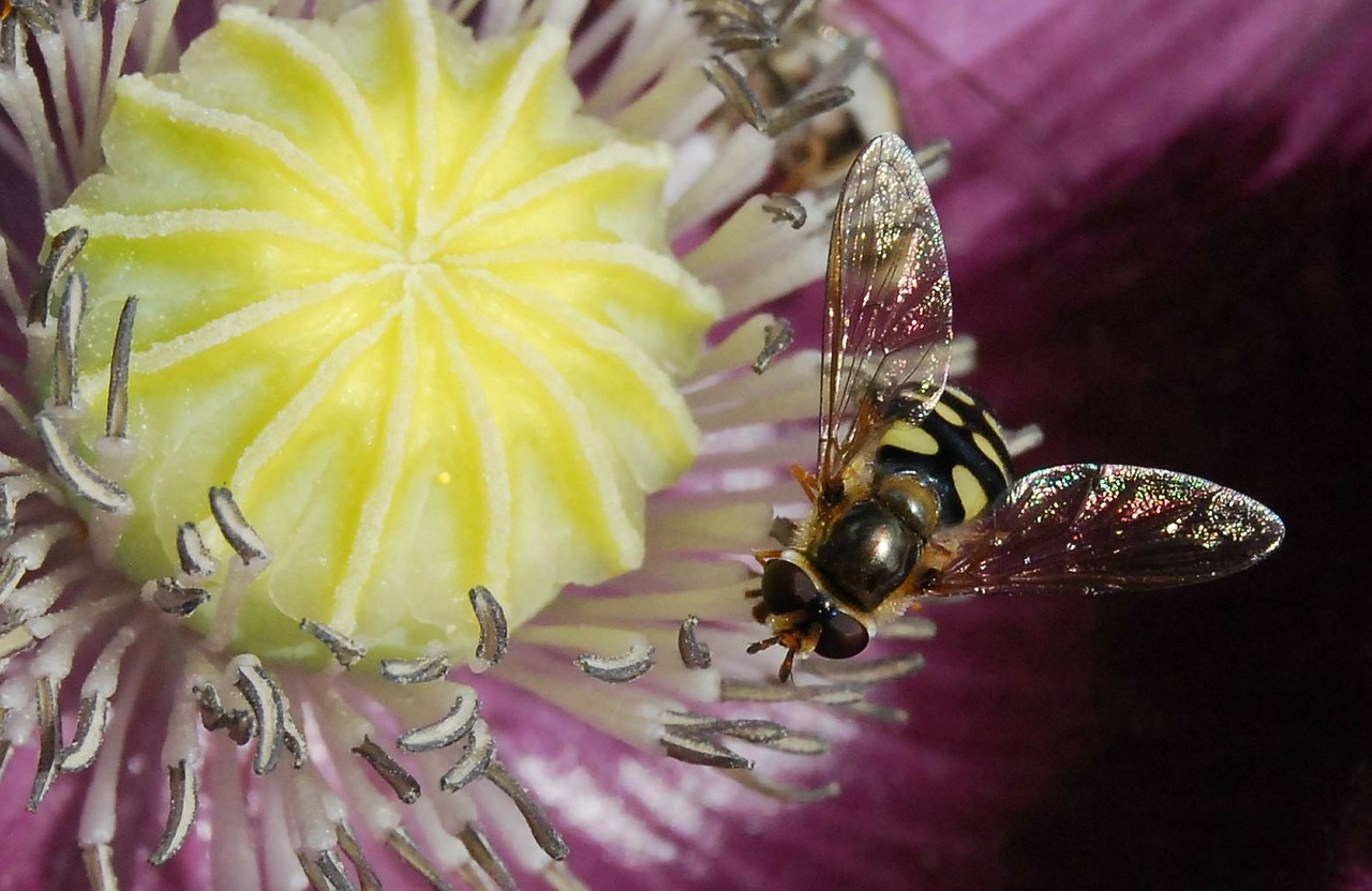 hoverfly fly insect free photo