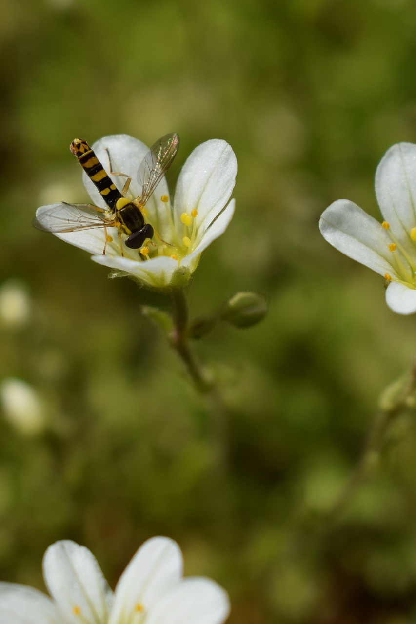 hoverfly  flower  white free photo