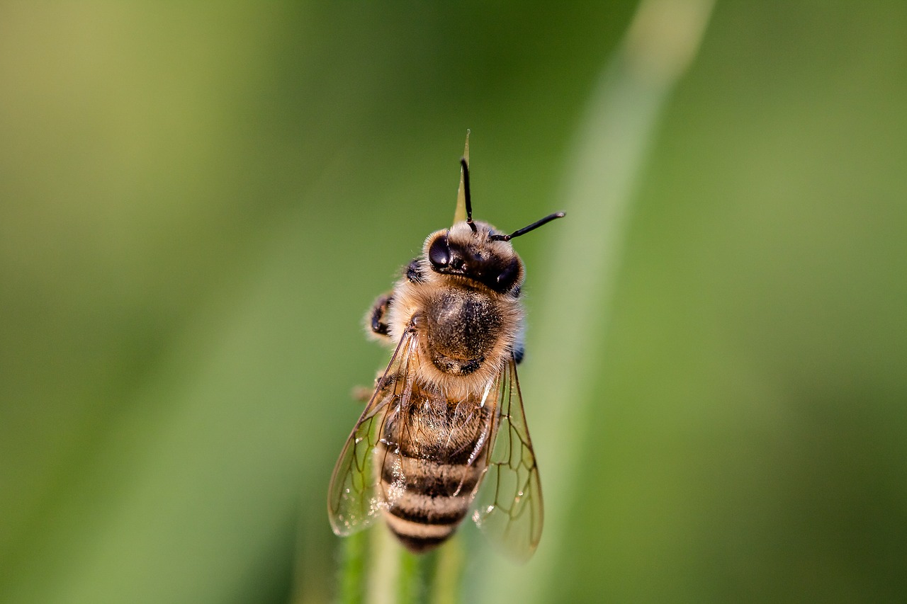 hoverfly  bee  syrphidae free photo