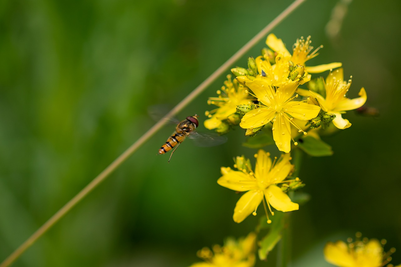 hoverfly  blossom  bloom free photo