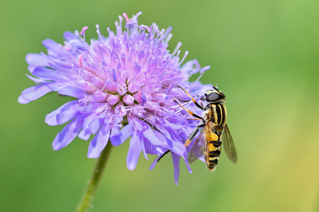 hoverfly  insect  flower free photo