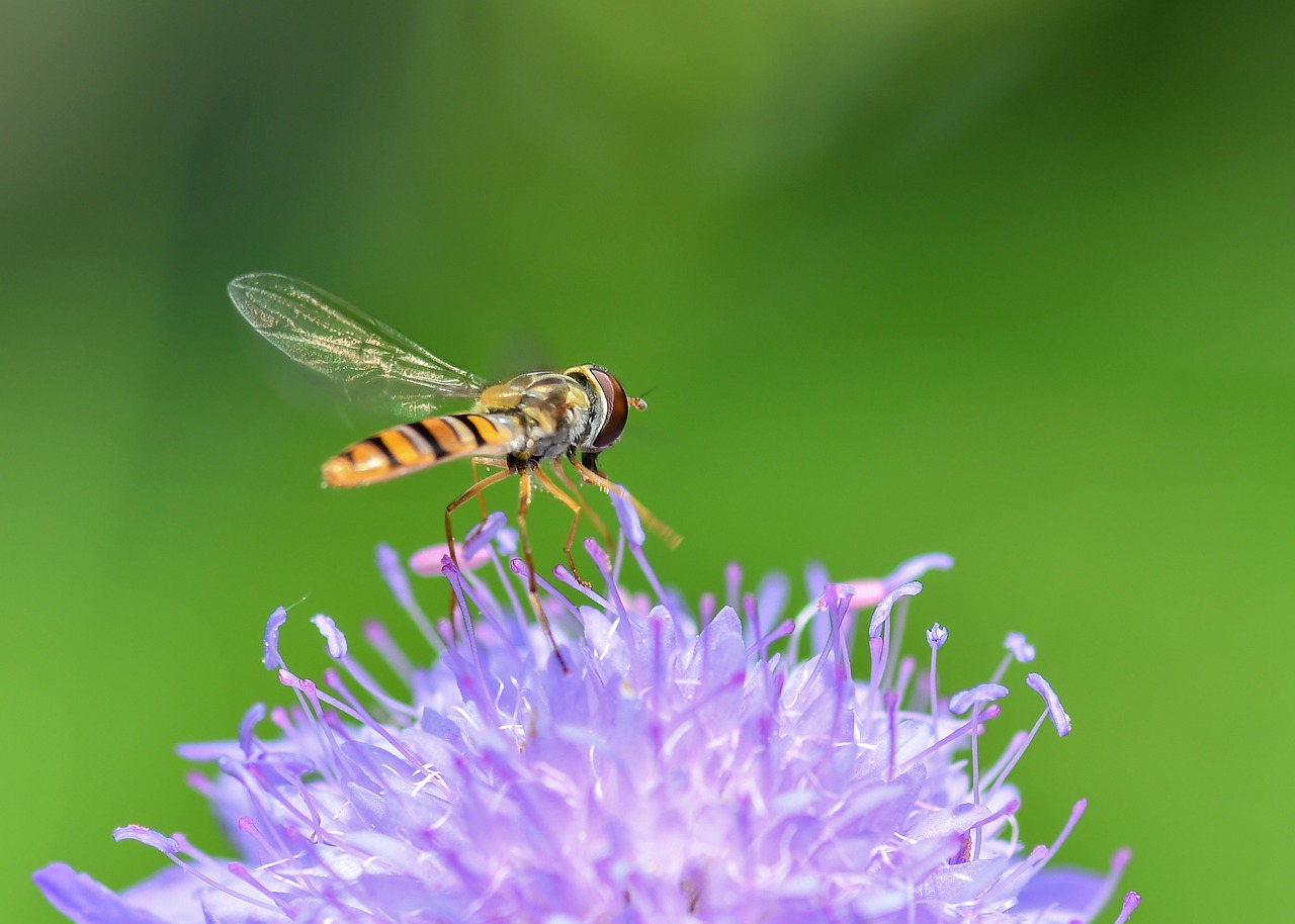 hoverfly  insect  flower free photo