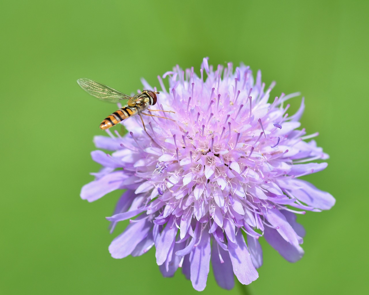 hoverfly  insect  flower free photo