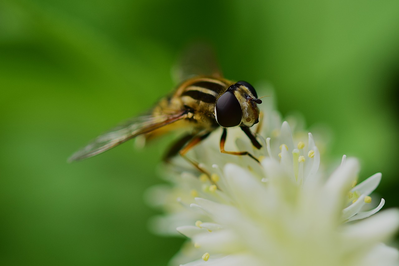 hoverfly  syrphidae  helophilus free photo