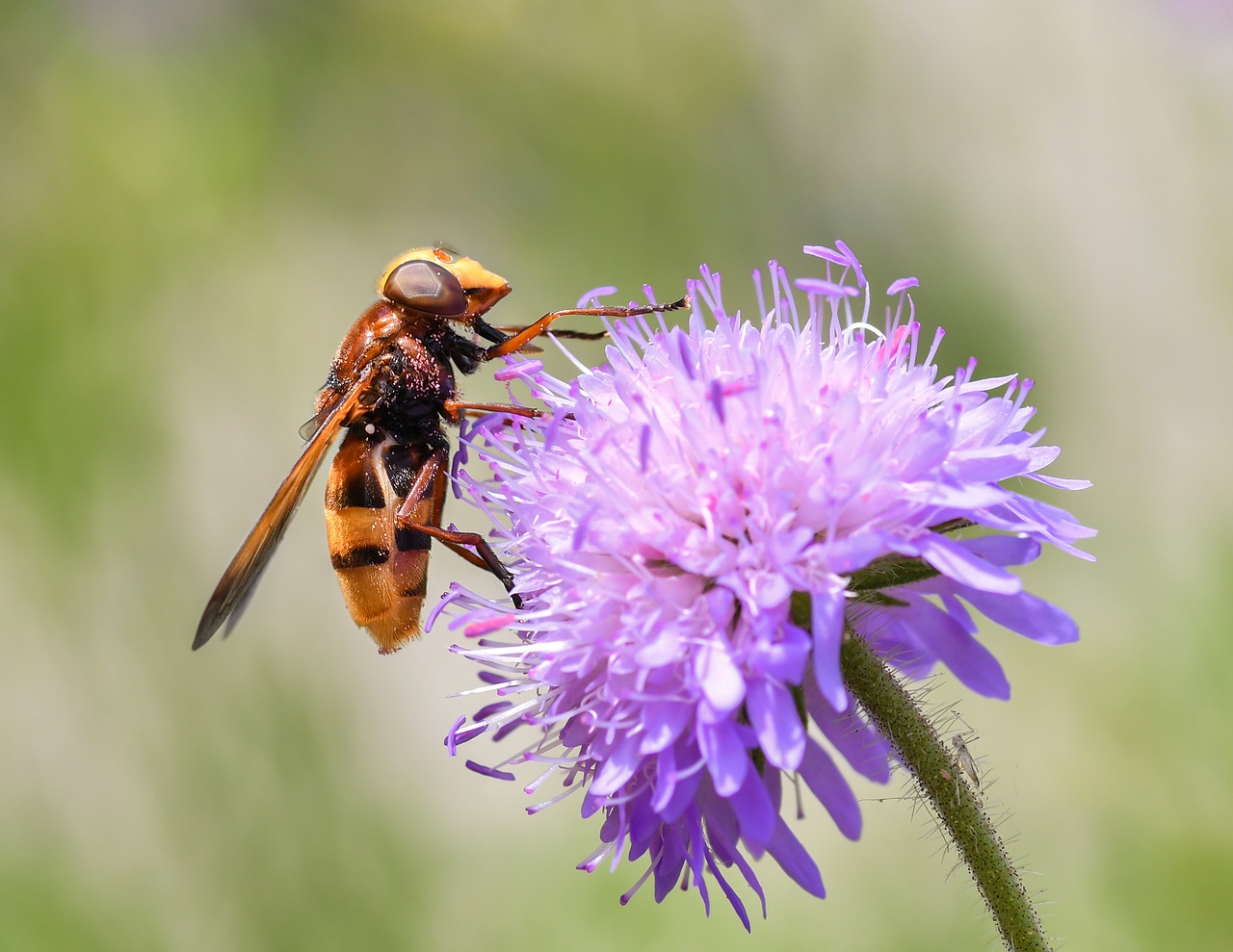 hoverfly  forage  pollen free photo