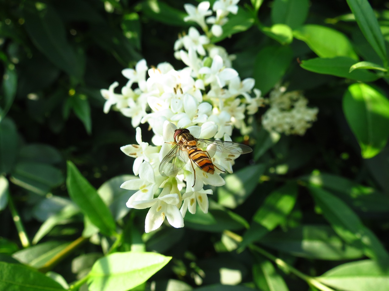 hoverfly flower fly insect free photo