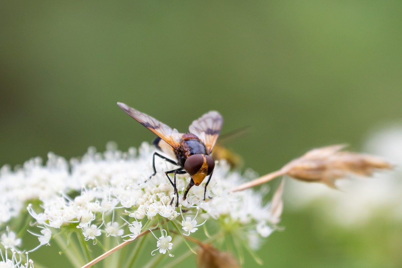 hoverfly  insect  inflorescence free photo