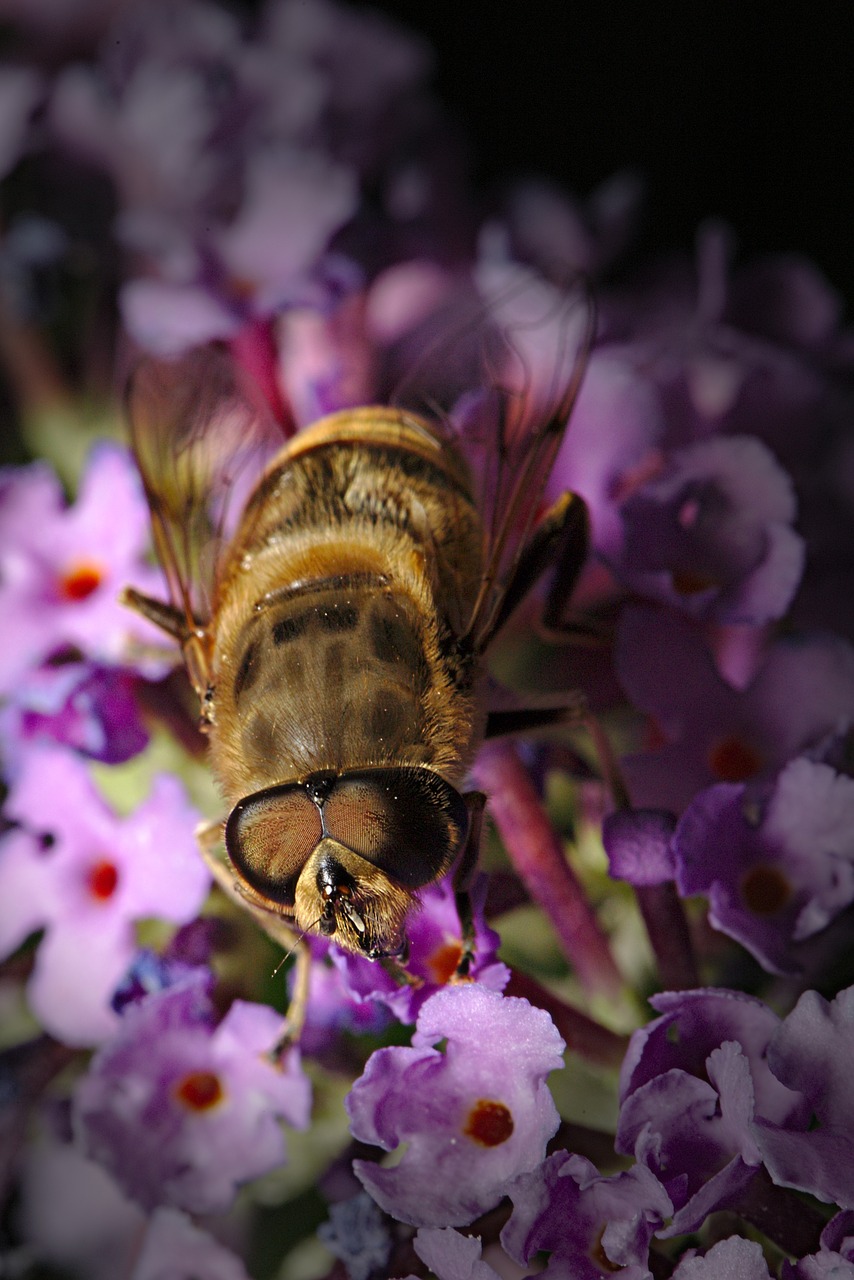 hoverfly  summer lilac  summer free photo