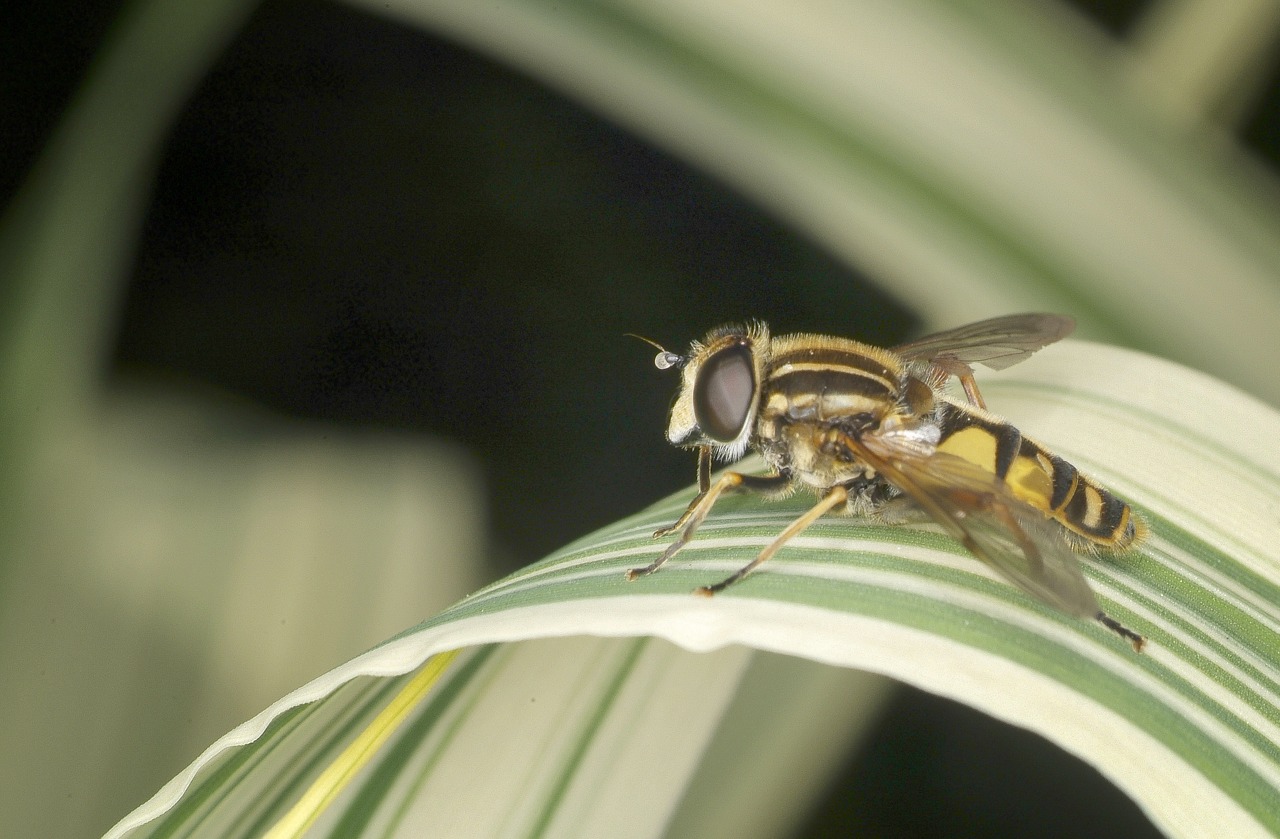 hoverfly wildlife insect free photo
