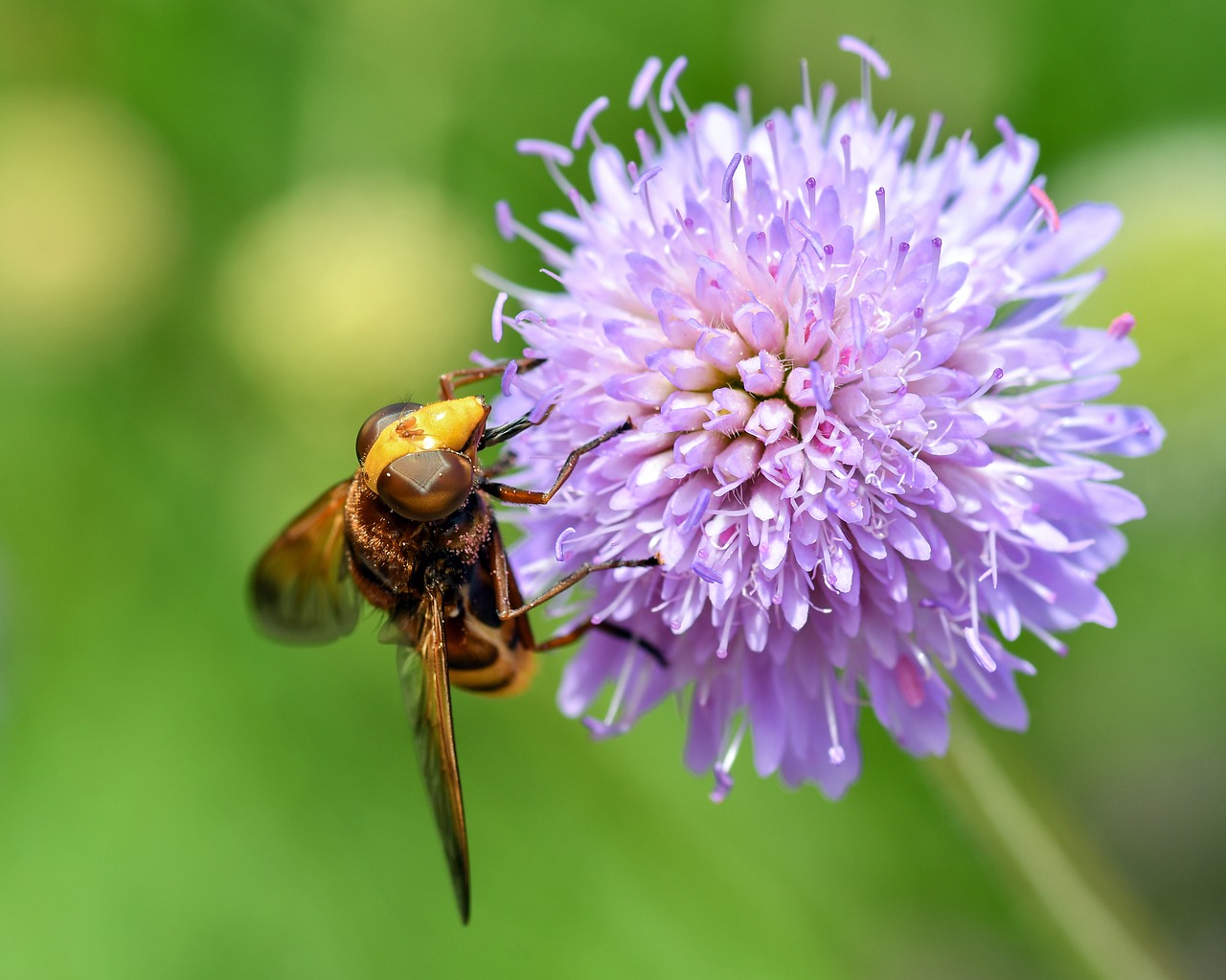 hoverfly  forage  pollen free photo