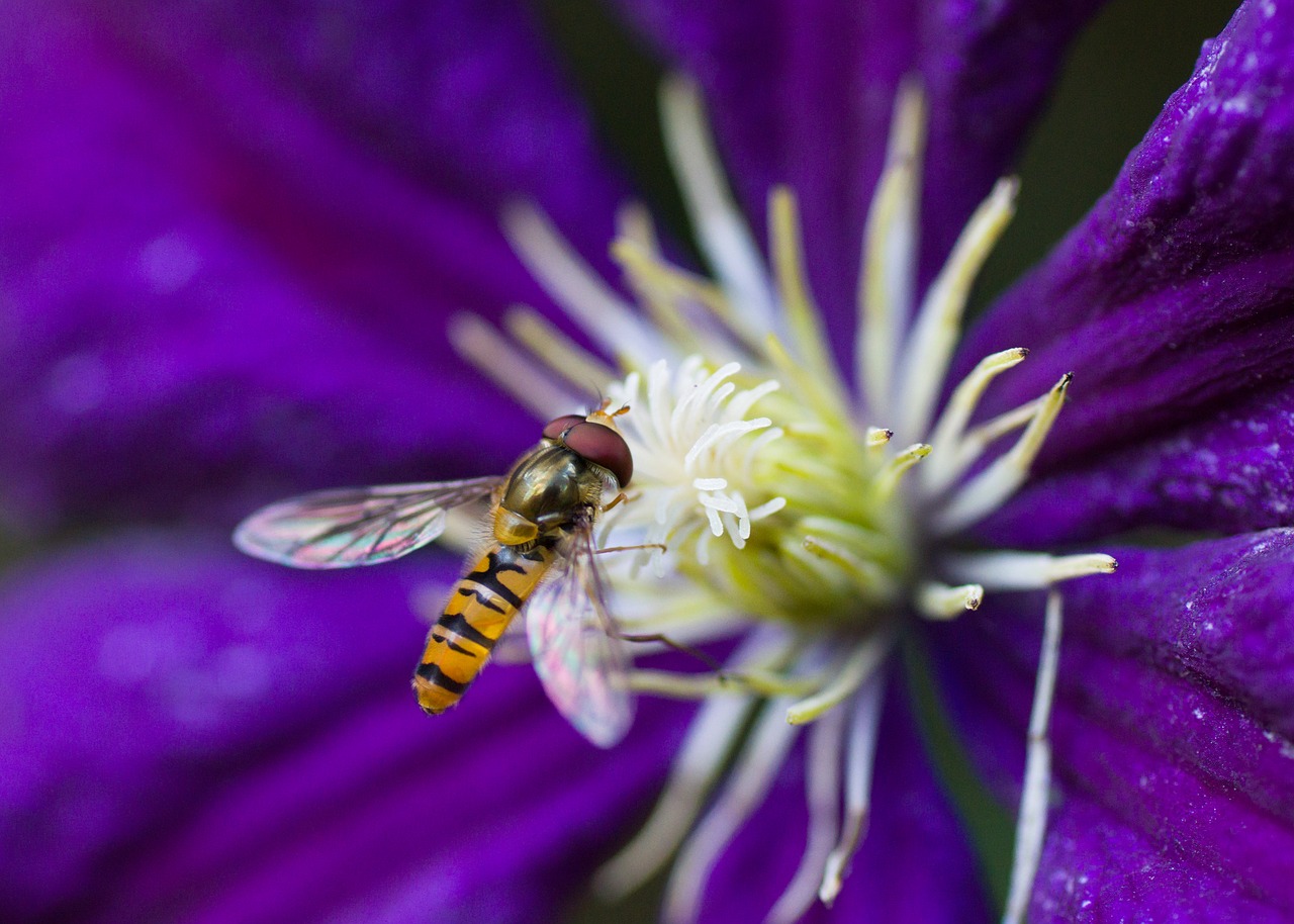 hoverfly  insect  clematis free photo