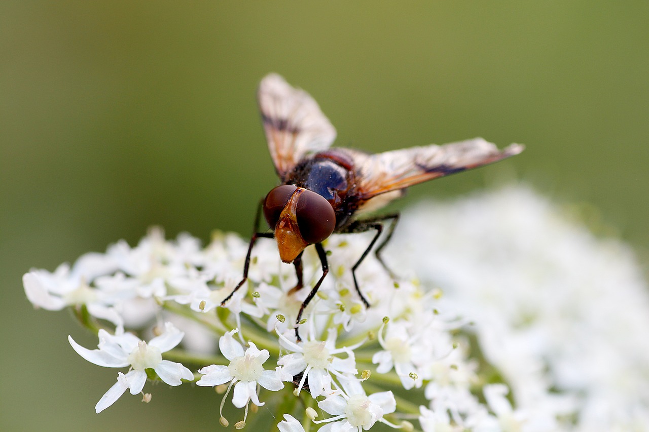 hoverfly  close up  macro free photo