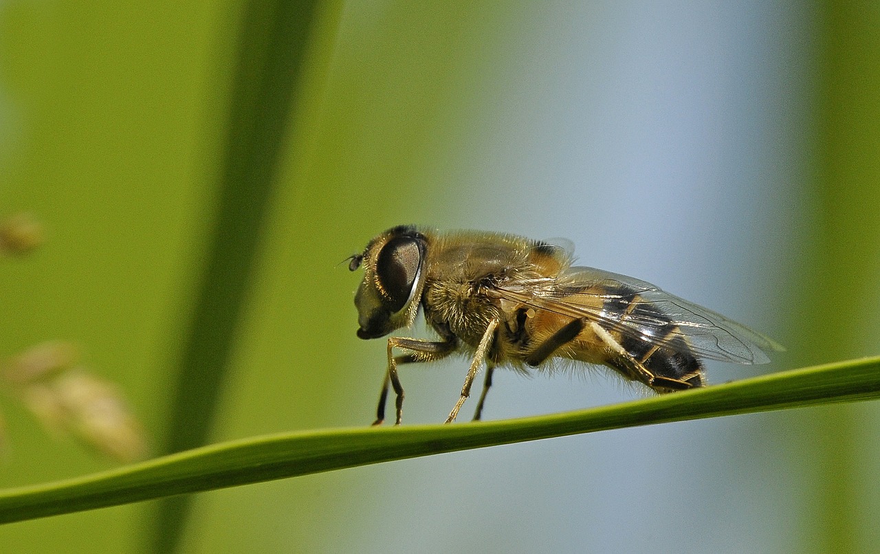 hoverfly insect macro free photo