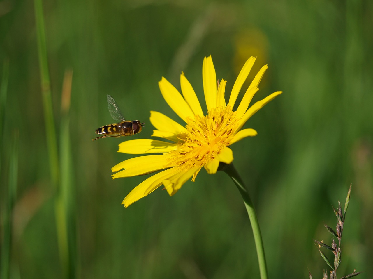 hoverfly  insect  nature free photo