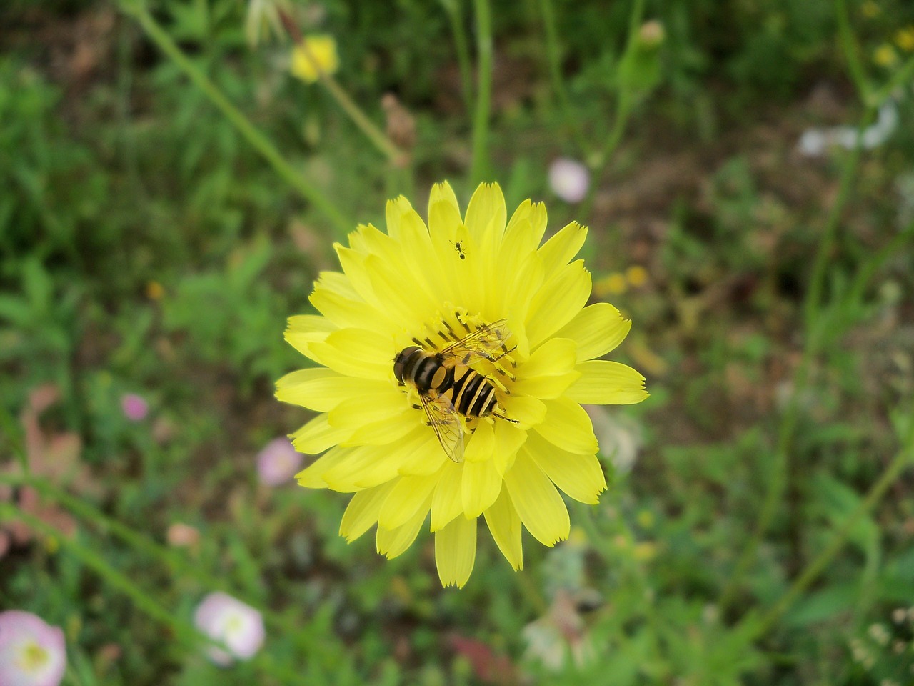 hoverfly flower dandelion free photo