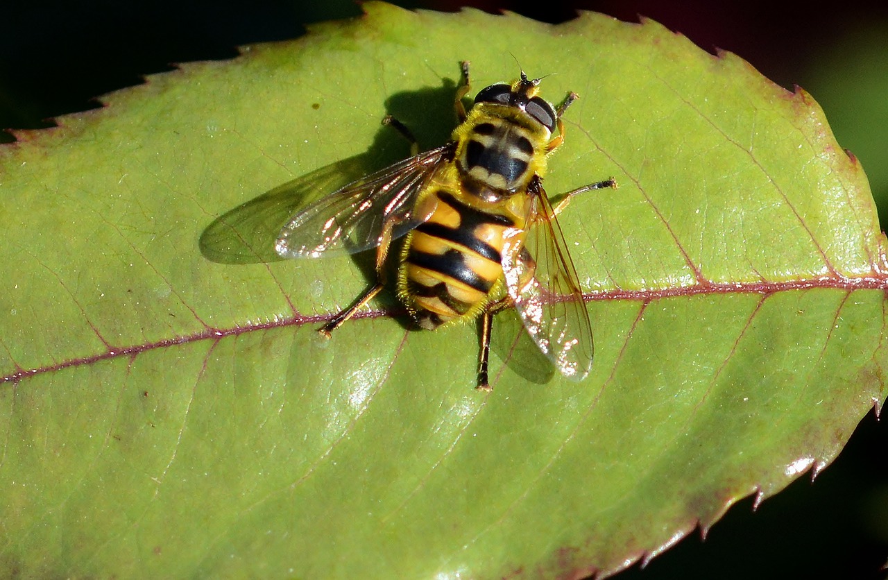 hoverfly  leaf  insect free photo