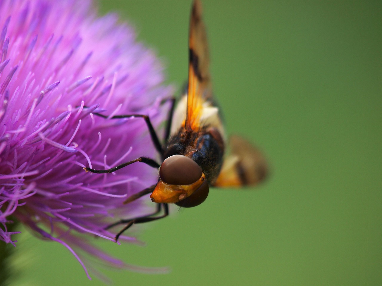 hoverfly  insect  nature free photo
