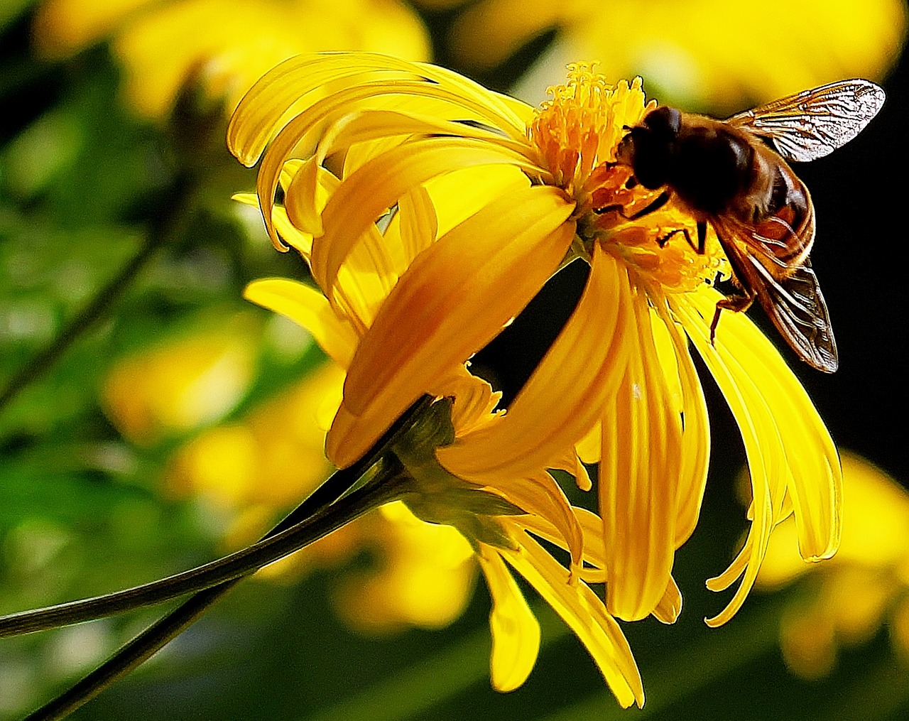 hoverfly nectar yellow free photo