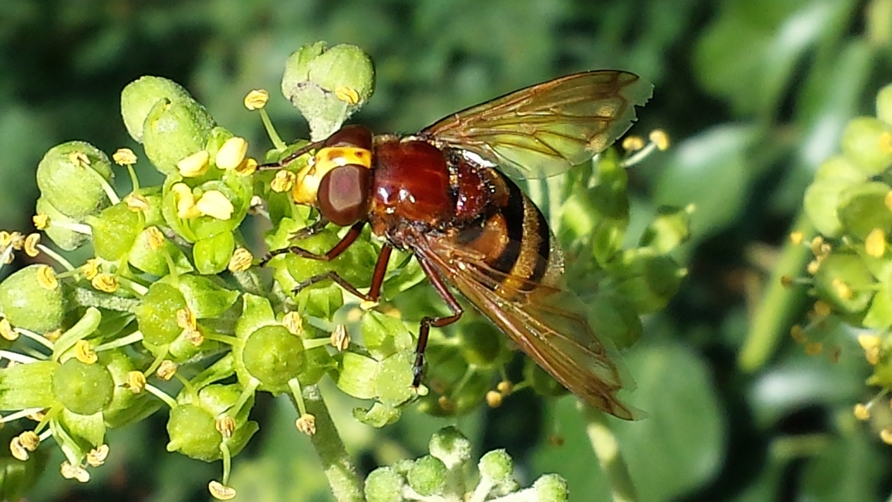 hoverfly insect pollination free photo