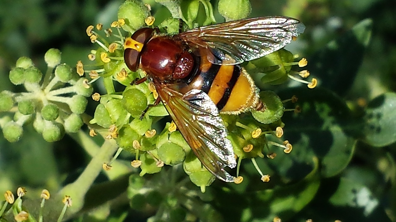 hoverfly insect pollination free photo
