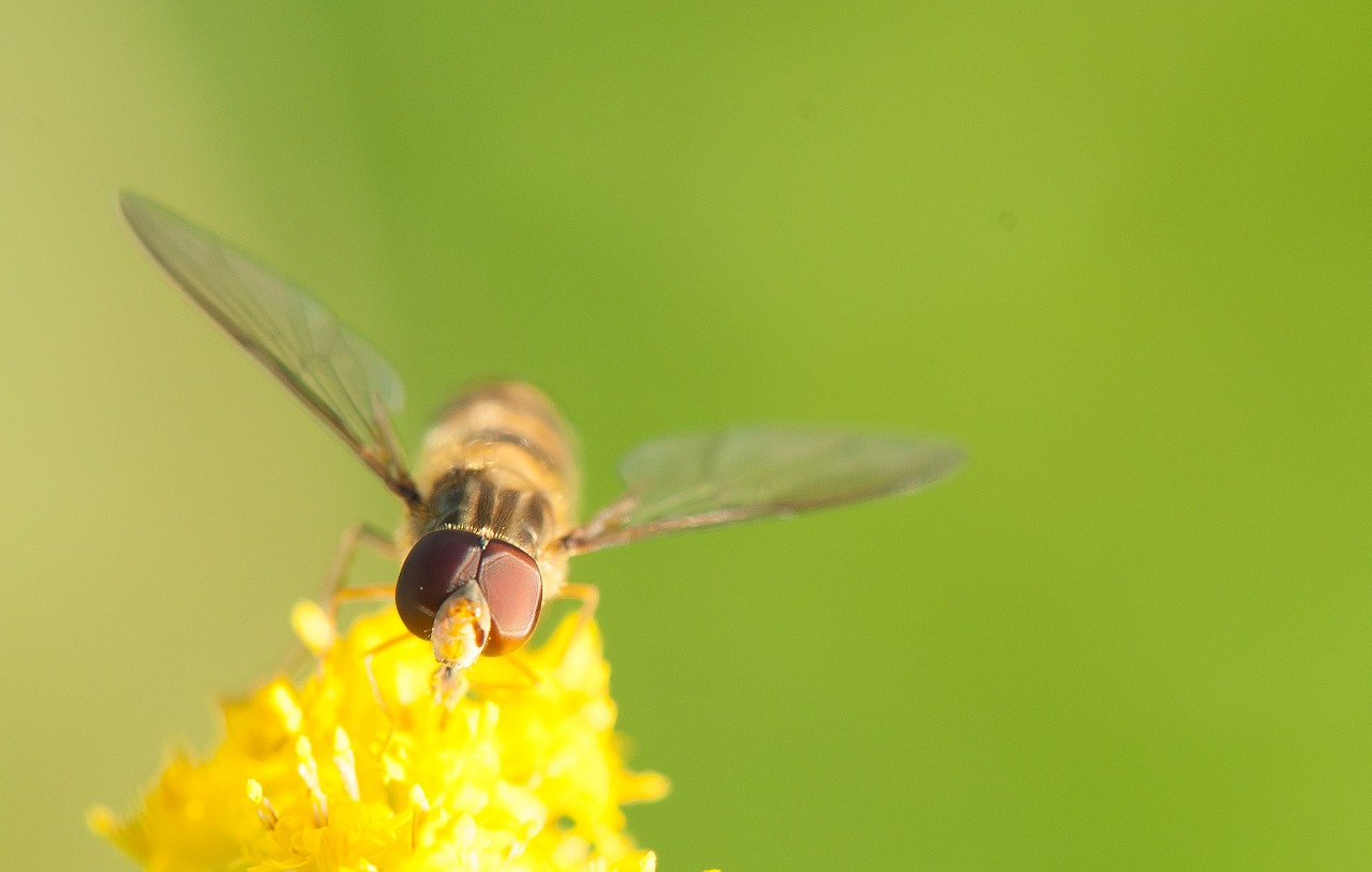 hoverfly insect yellow free photo
