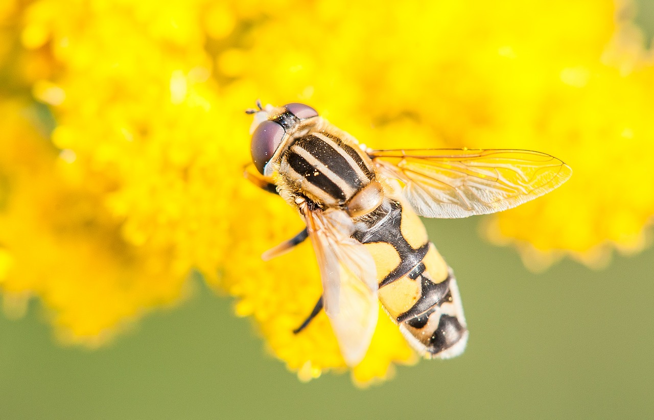 hoverfly insect close free photo