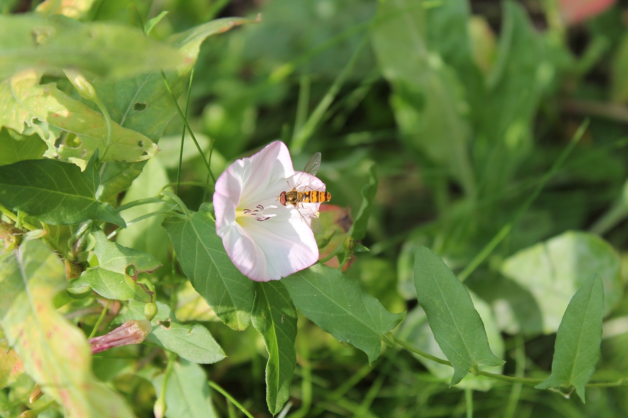 hoverfly insect flower free photo