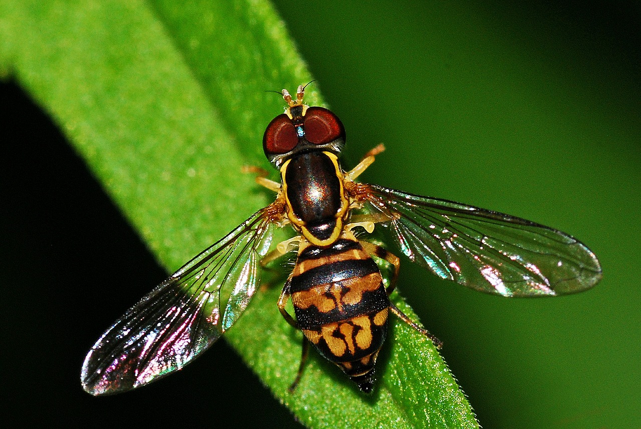hoverfly insect syrphid free photo