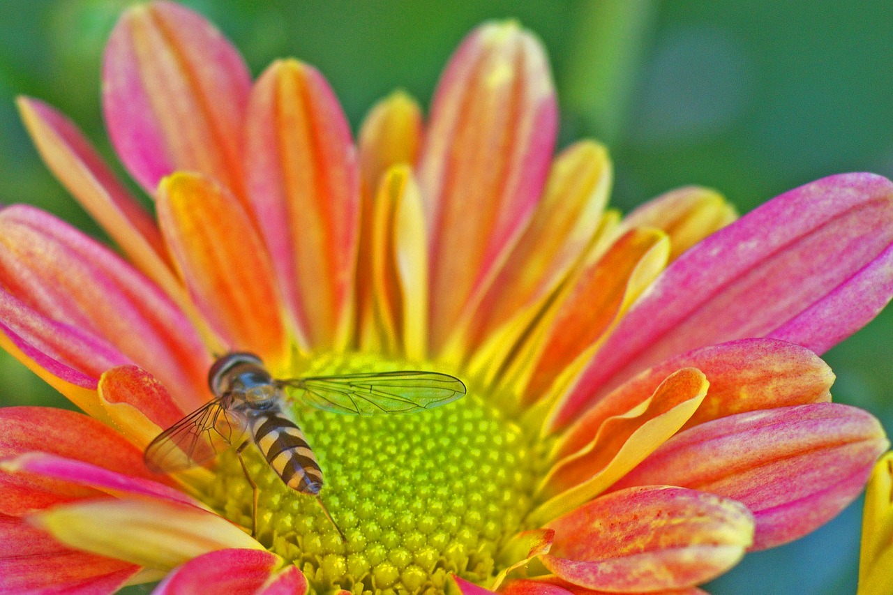 hoverfly insect nature free photo