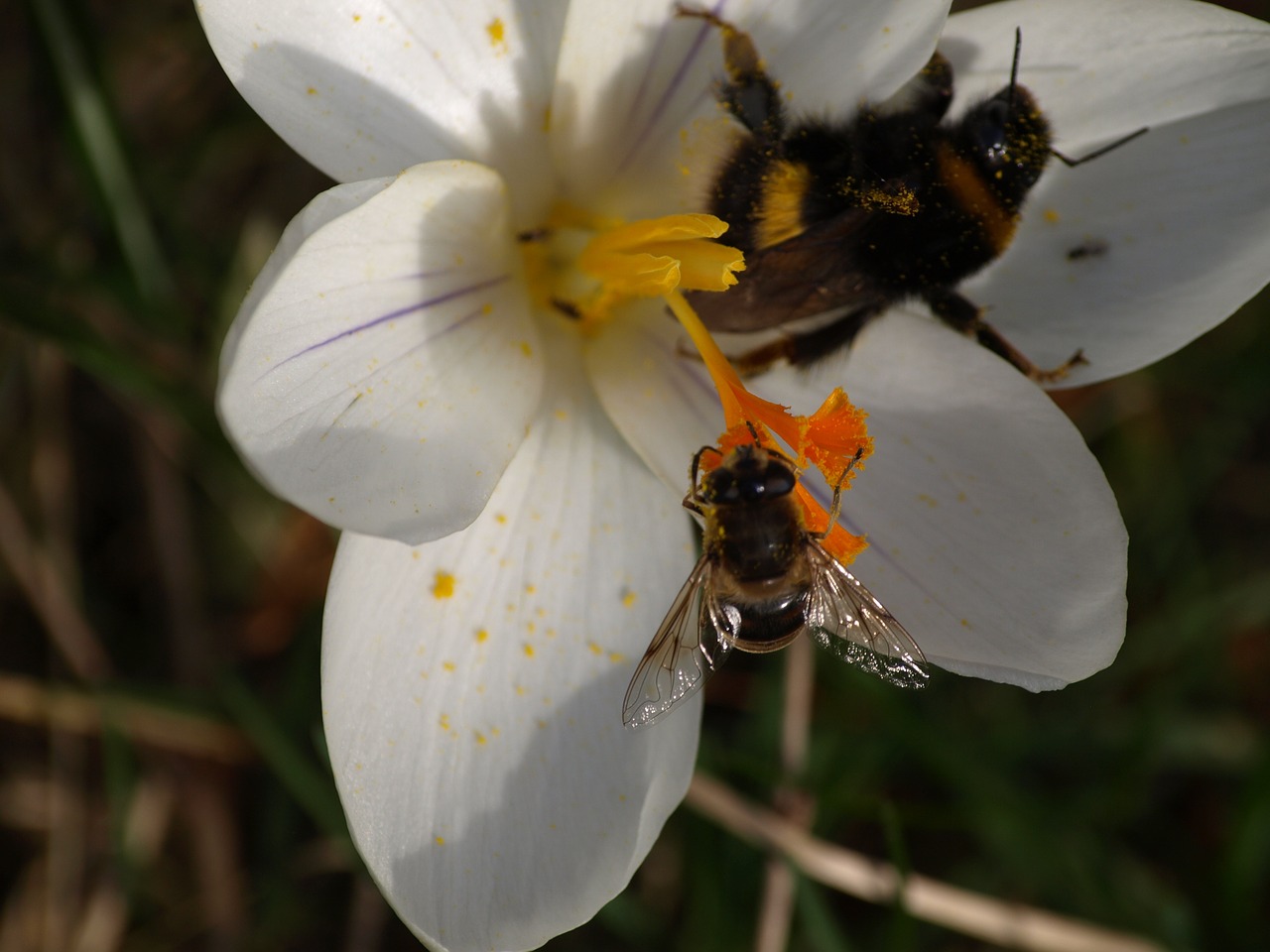 hoverfly crocus hummel free photo