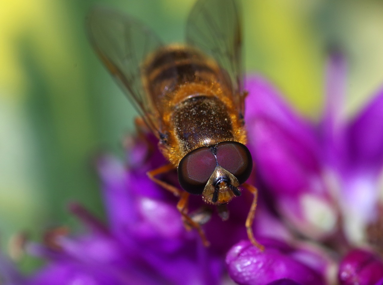 hoverfly insect flower free photo