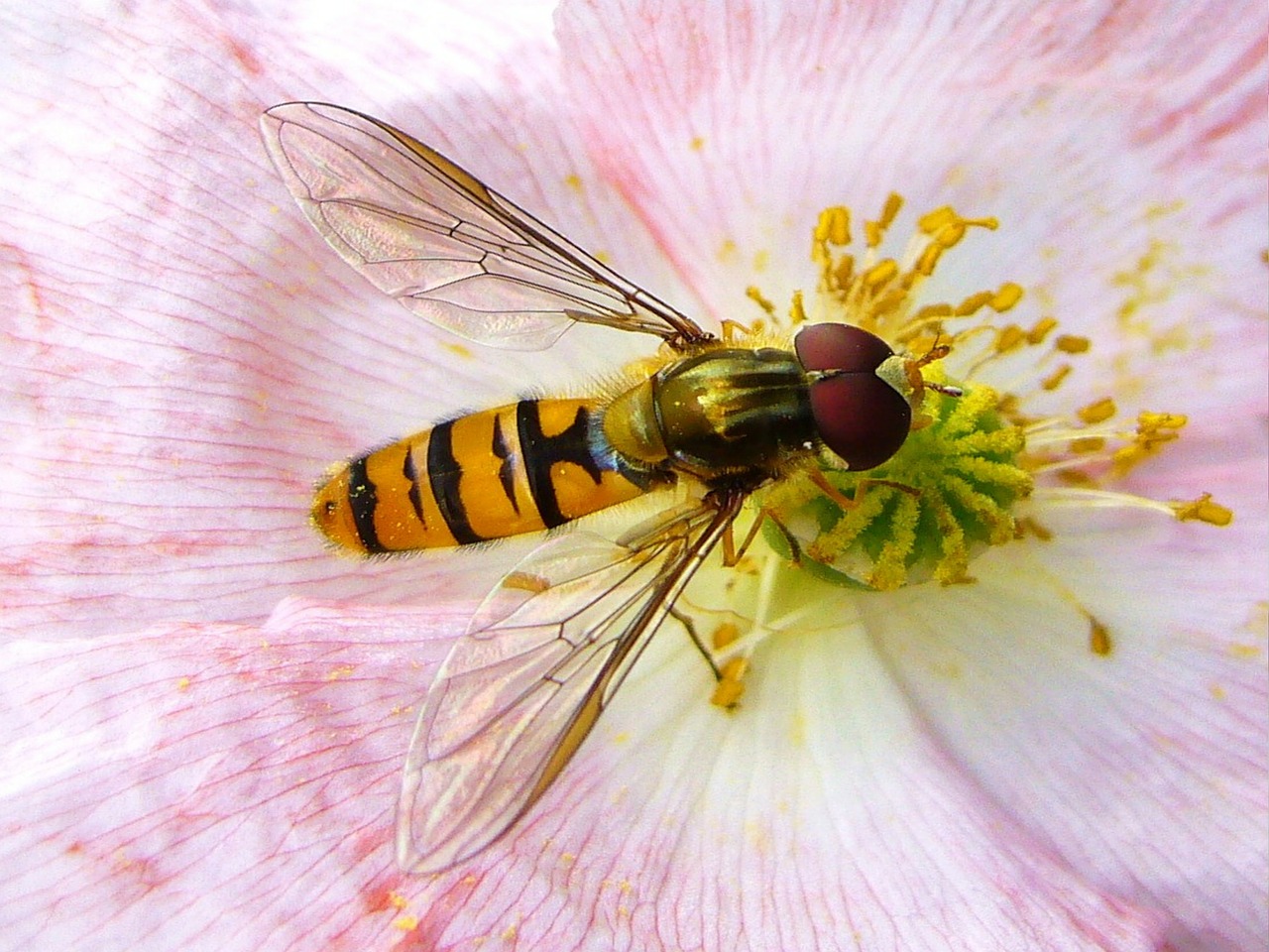 hoverfly insect on flower summer free photo