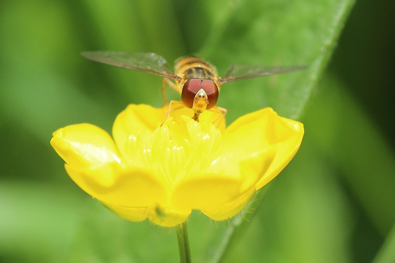 hoverfly buttercup macro free photo