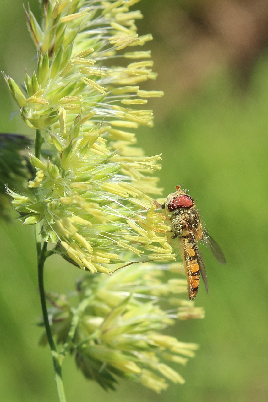 hoverfly grass grasses free photo