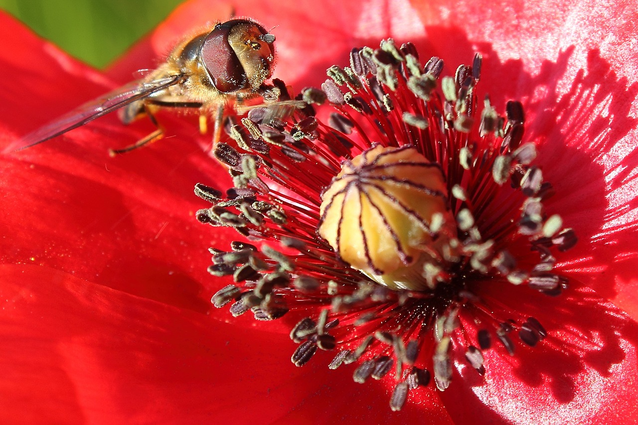 hoverfly insect poppy free photo
