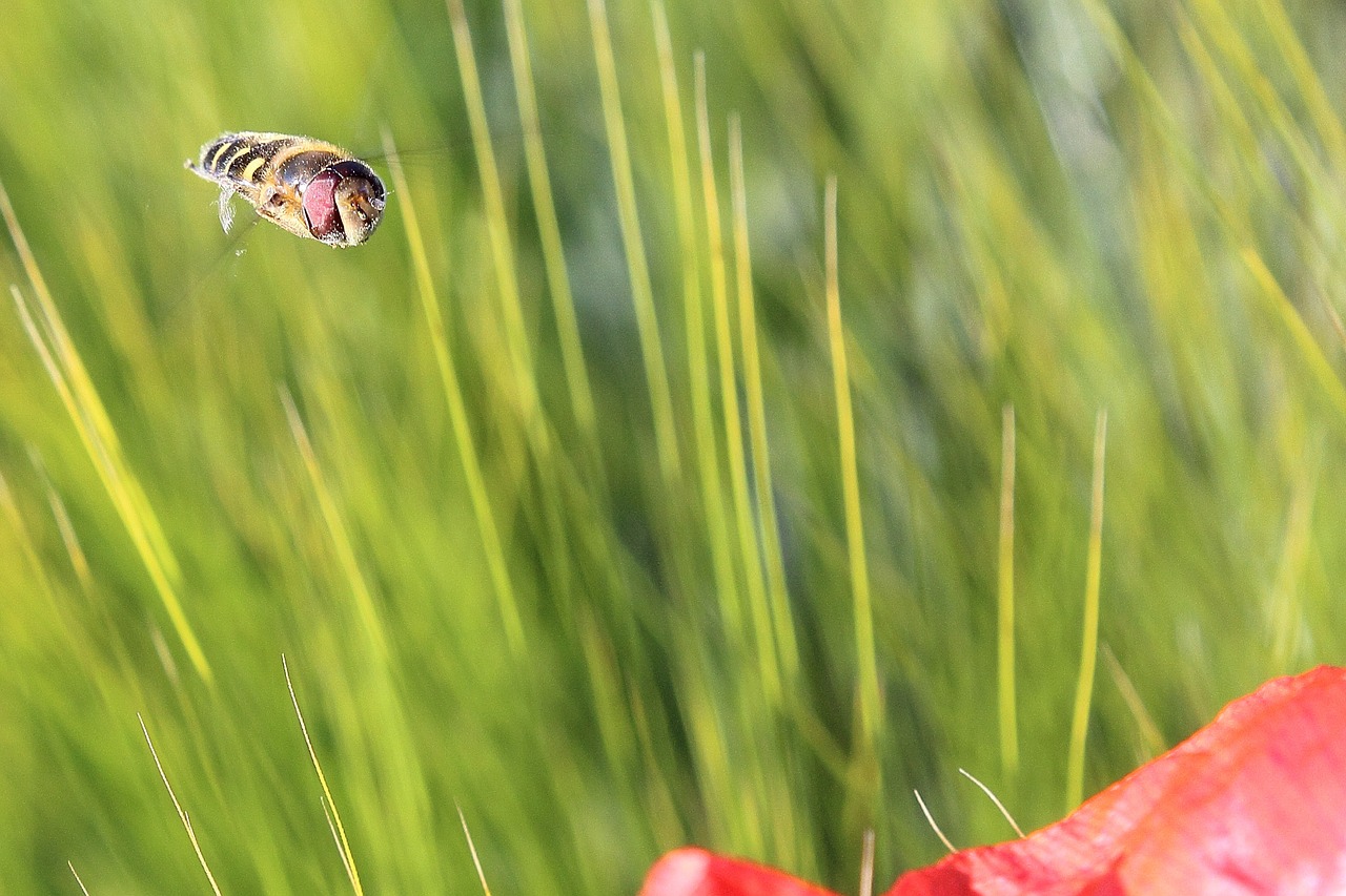 hoverfly insect fly free photo