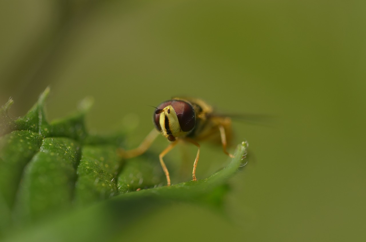 hoverfly insect leaf free photo