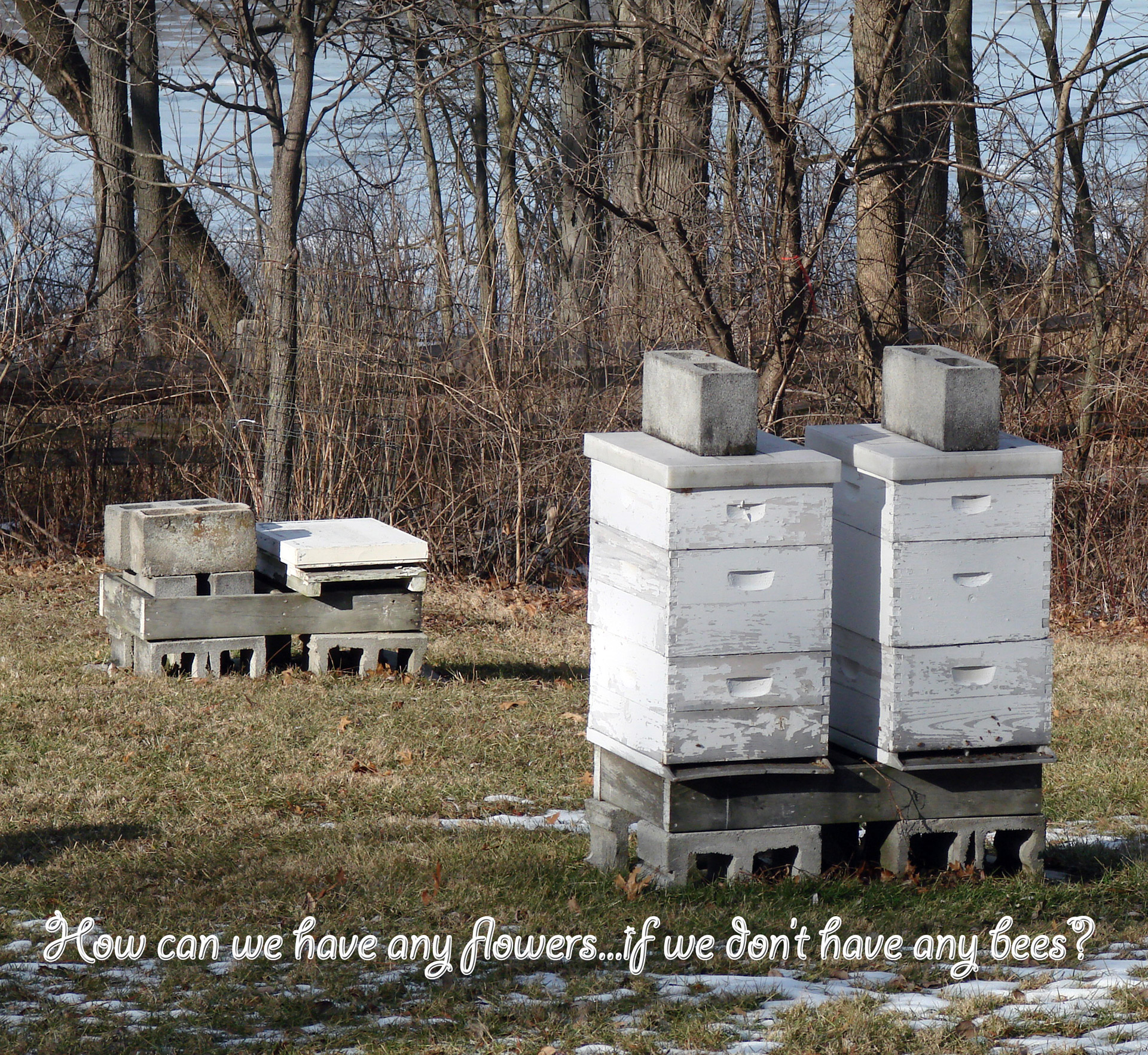 bees nature hive free photo