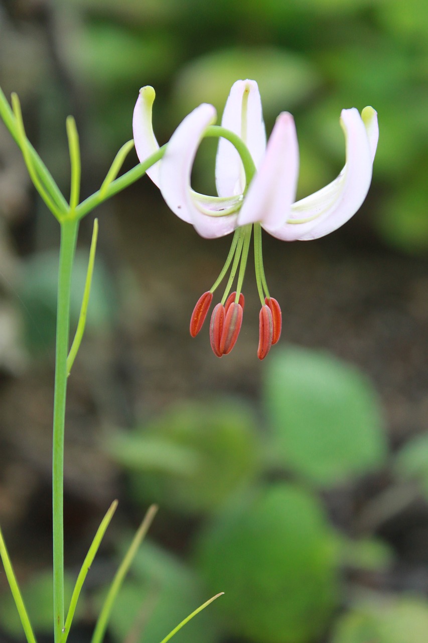 how do  wildflower  flowers free photo