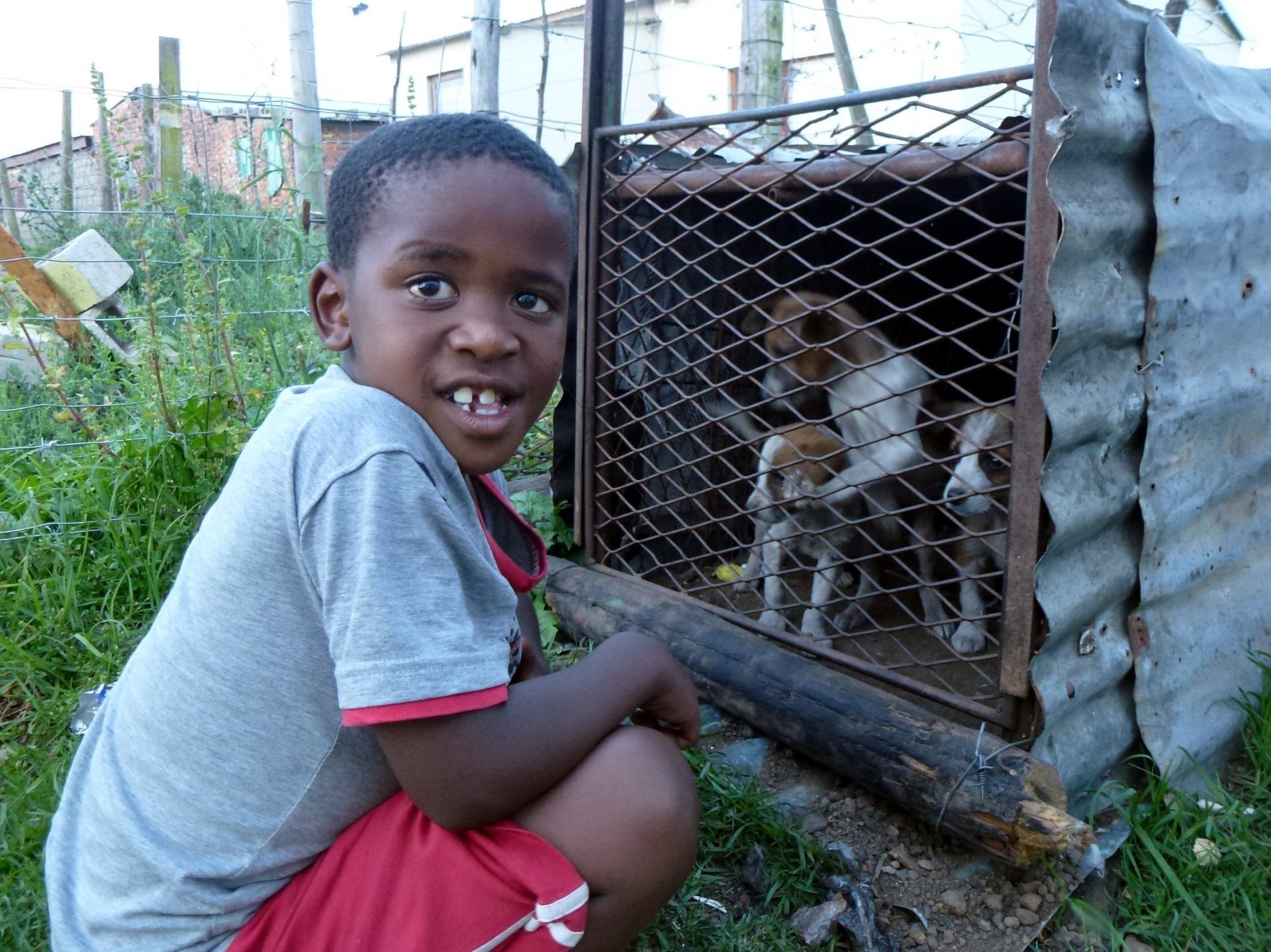 puppies pets how much is that doggie window? free photo