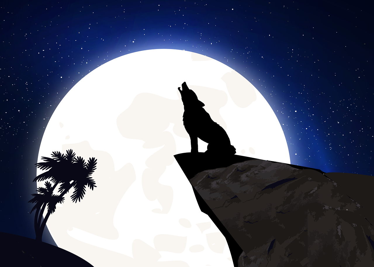 howl wolf howling free photo