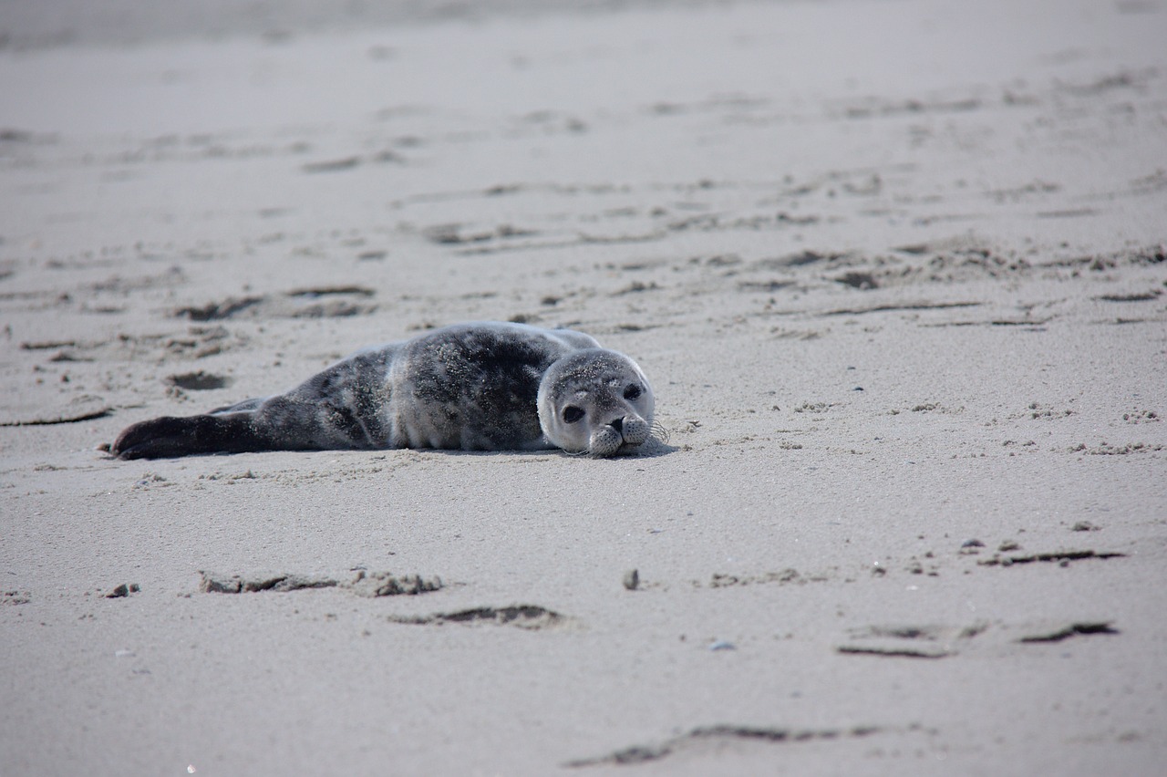 howler  seal  robbe free photo