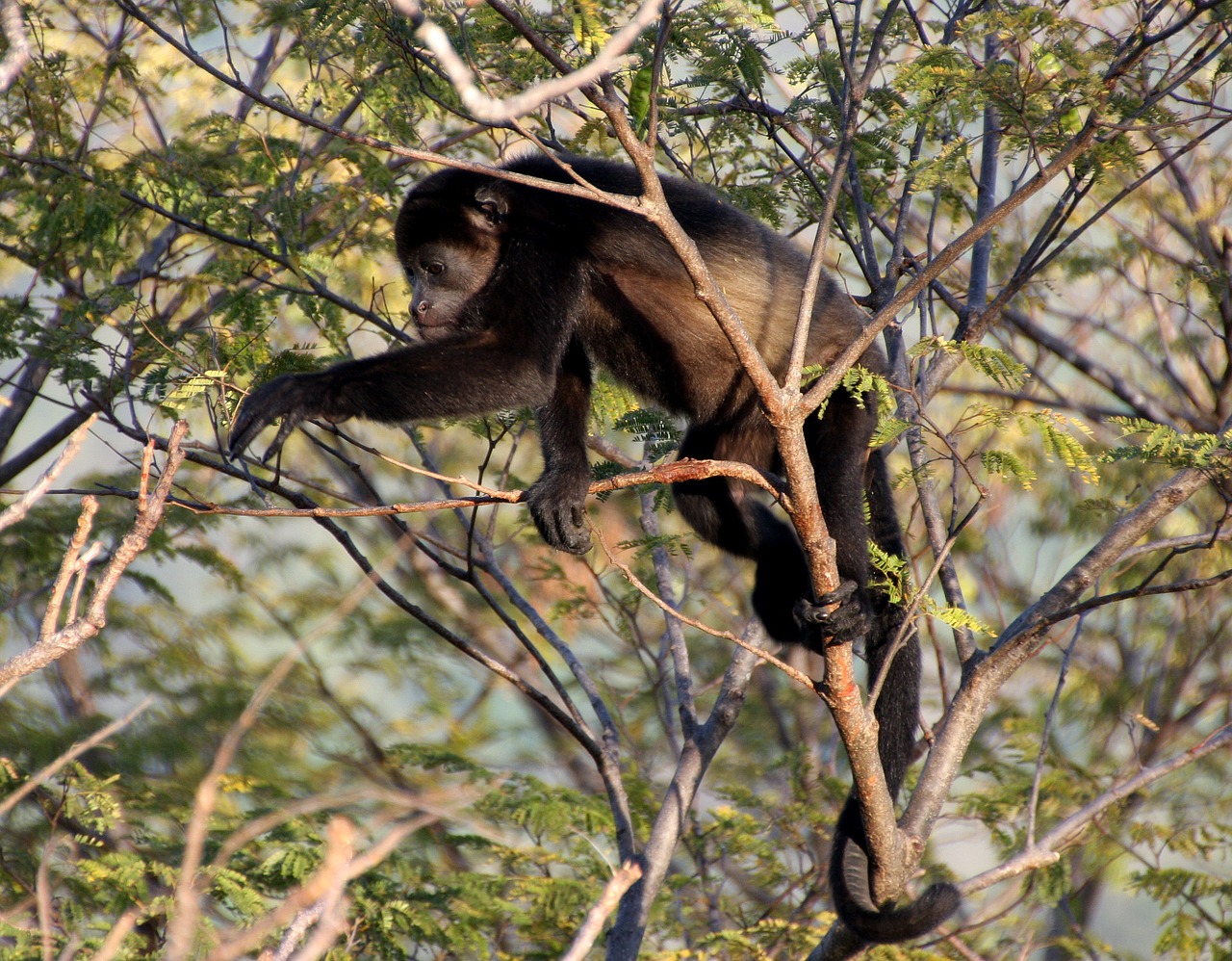 howler monkey monkey costa rica free photo