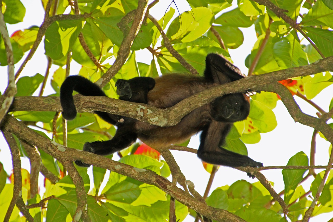 howler monkey monkey costa rica free photo